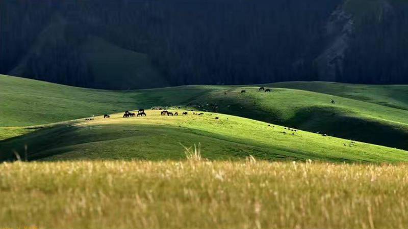 新疆乌苏巴音沟 天堂上的草场 