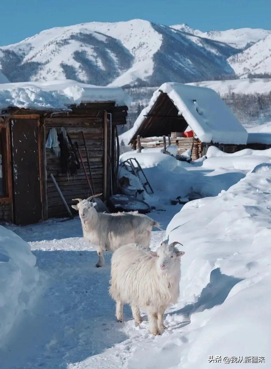 想和你再见一面，在新疆的冬天